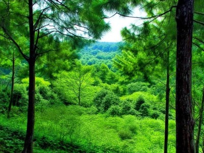 大夫山，绿意盎然的天然氧吧画卷